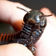 insetos fazendo drone aqui em casa (gosto muito desse)