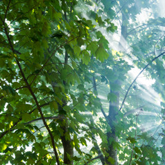 Sunbeams