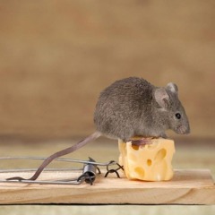 cheese god
