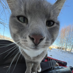 шипучка darihanna blend