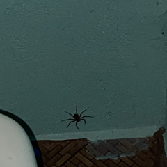 Hanging off the ceiling