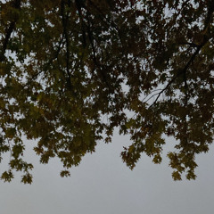 fogged