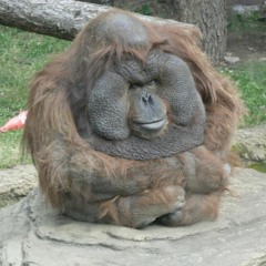 Yung Lean & Skrillex ft Bladee & Ecco2k - SummerTime Blood SAWCE REMIX demo