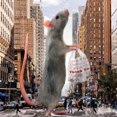 New York Rat (Interlude)