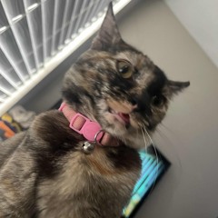 pinkgelato