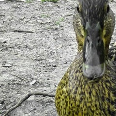 Bordsteinacid 01 (Snippet)