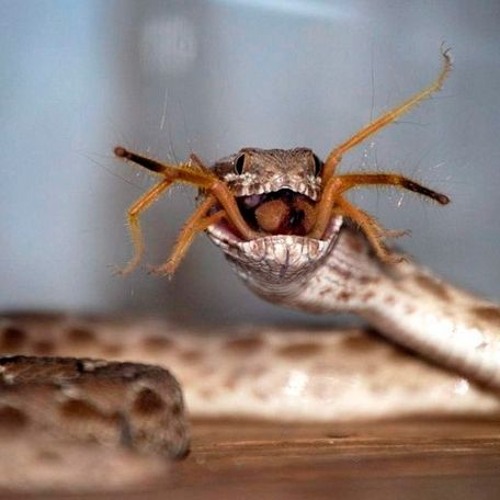 Snakes... Spiders.... 245bpm (RAW)