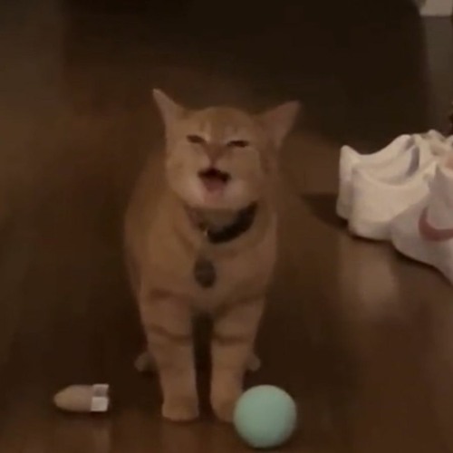 The Kiffness - I Go Meow