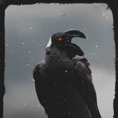 Corvus Crassirostris
