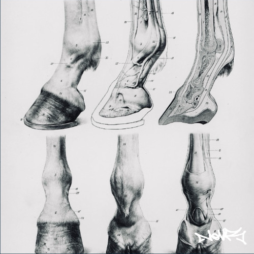 FANCY GRASS (HAZIT FLIP)