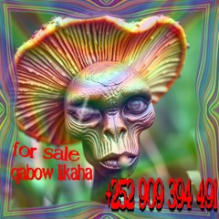 Grzybes