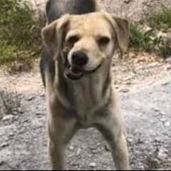 thập cẩm tứ xuyên