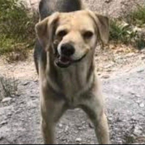 thập cẩm tứ xuyên