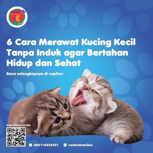 0817-273-670 Operasi Steril Kucing Jantan Tangerang Selatan, Rambad Vet Clinic