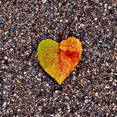 To love again