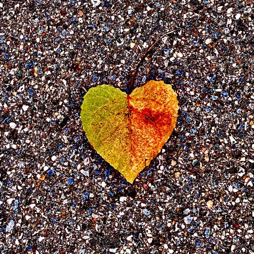 To love again
