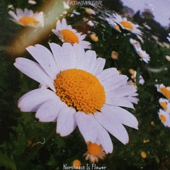 Northeast Is Flower