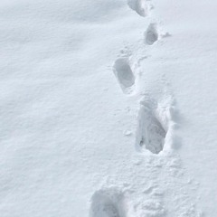 The Way to Roncesvalles