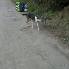 linchen al señor barriga