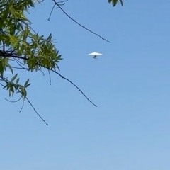 Butterflies (Version 1) (Prod. matty_bih)