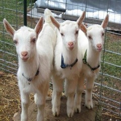 3 Headed Goat (Ft. Beno4w4, Jaybo Sexc)