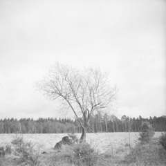 Goldmund - The Wind May Come Back Again