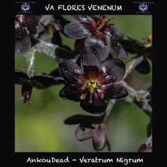 17. AnkouDead - Veratrum Nigrum (250 BPM) VA Flores Venenum - Metacortex Records