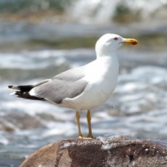 Seagulls On The Beach - Berck, Baie De Somme, France