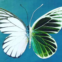 Reve De Papillon