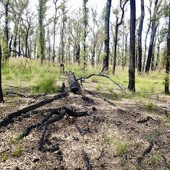Fire Recovery: Wollemi Gully Night Sounds and DawnChorus