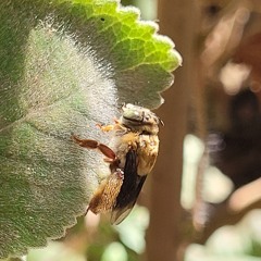 Chamada Lupunamanta.mp3