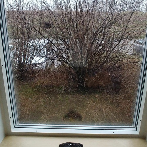 The forest is crying