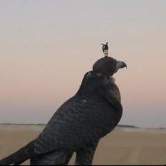 هـي قصيـدت شاعـراً