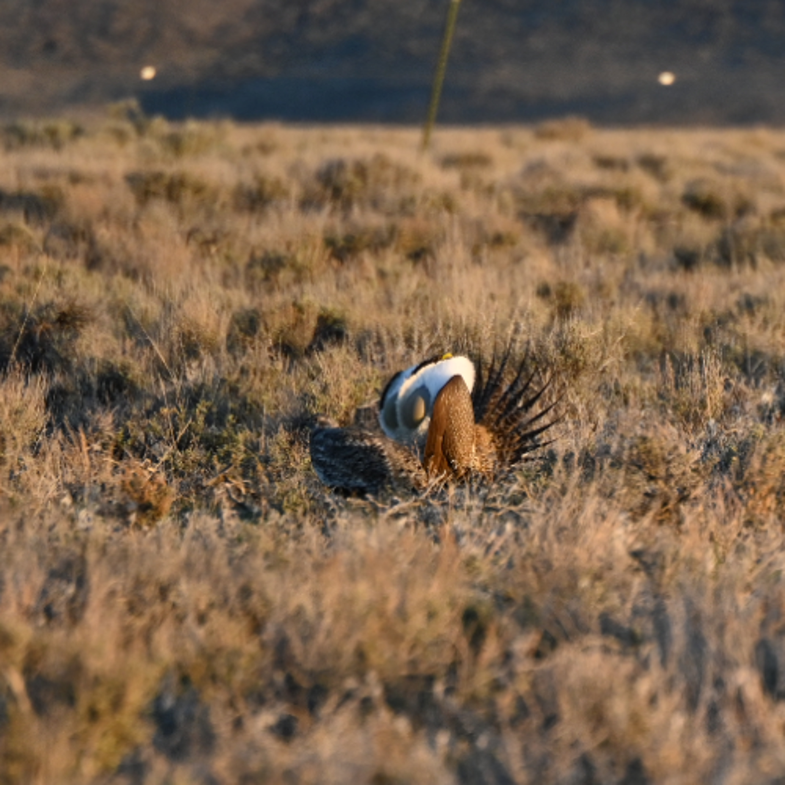 Sage grouse strut adventure episode artwork