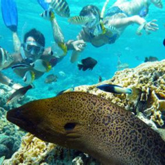 Best Pure Snorkeling By Reef Discovery Bora Prices Reviews