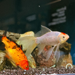 strange things double phxmer flip