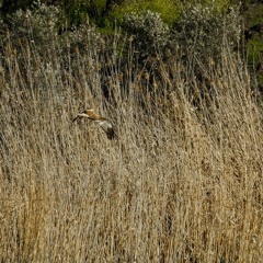 Rotations of Life w/ Aguila - January 2022