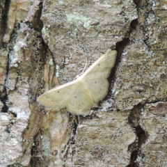 as if i did not know ཐིཋྀ