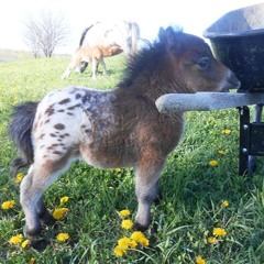 A Fairly Large Horse