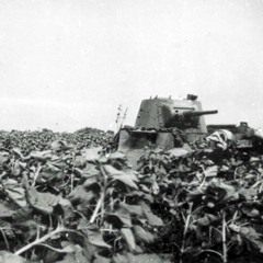 Lifted - Sunflower Fields