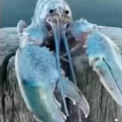 Blue Lobster meme
