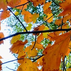 Orange Leaves
