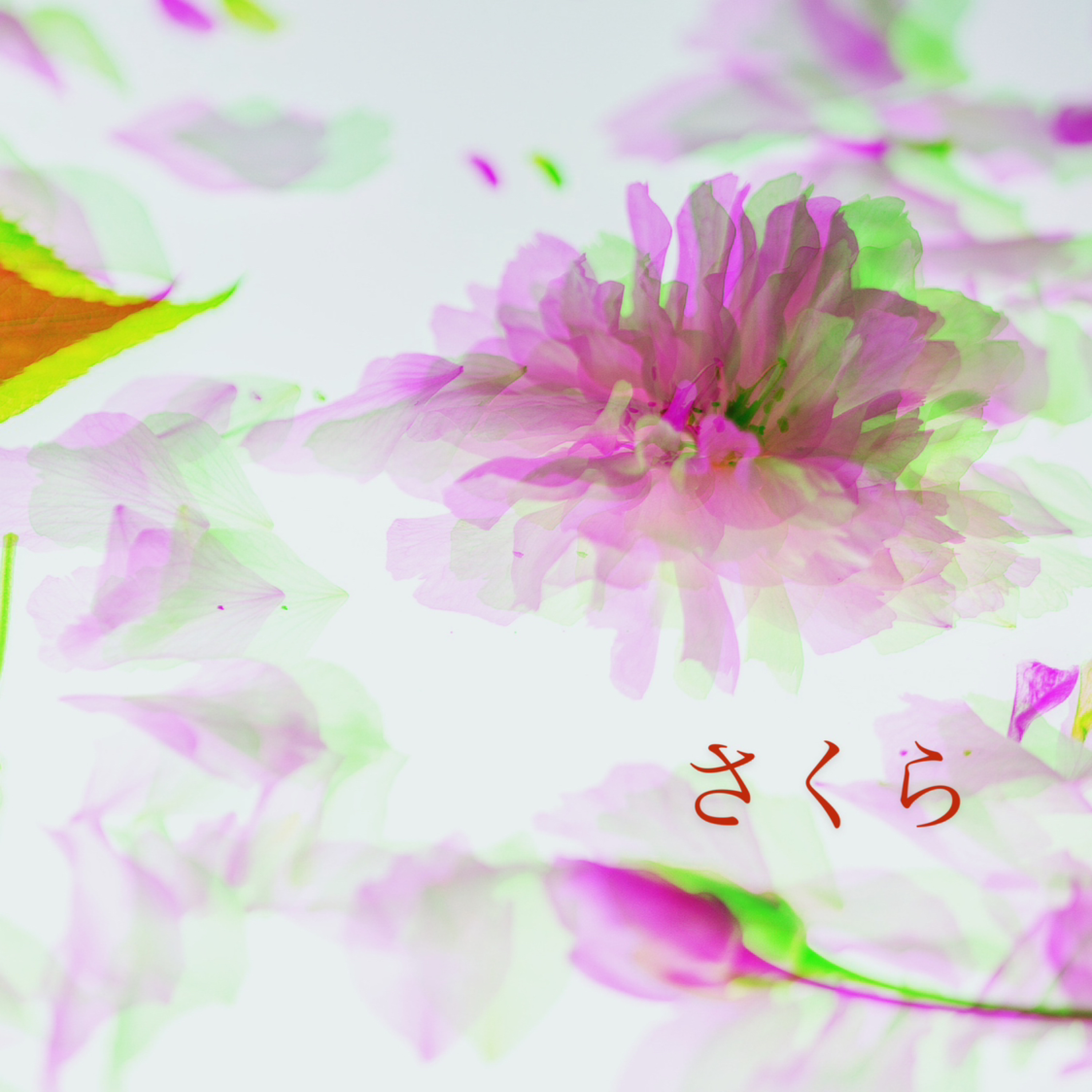さくら "Waryu remix" episode artwork