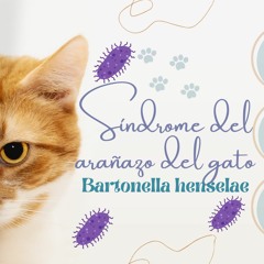 Síndrome del arañazo del gato. Infección por Bartonella henselae