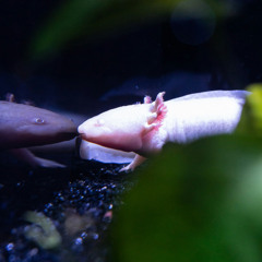 A Day in the Life of an Axolotl