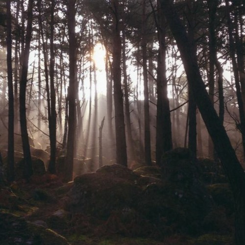 Early Morning