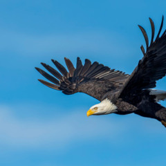 Local Birds That Change Colors with the Seasons