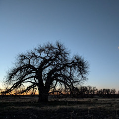 Rooted