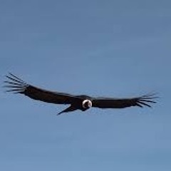 Condor Y Aguila