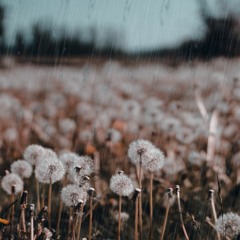 dandelion sea (Rainy Version)